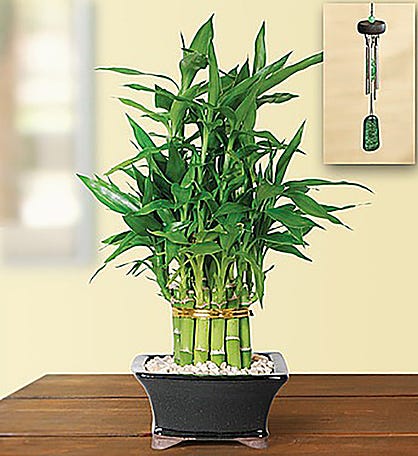 2 Layer Bamboo Plant